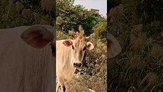 गाय हमारी आध्यात्मिक माता है🐂🥰🙏🚩 cowbhakti help respect animals maa [upl. by Yetty]