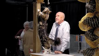 CFA International Show 2017  Longhair Premiers  Maine Coon [upl. by Akina549]