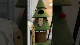 is this christmas tree worth it 👀🎄 cat christmas [upl. by Acitel]