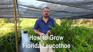 How to grow Florida Leucothoe Agarista populifolia with detailed description [upl. by Lesh]