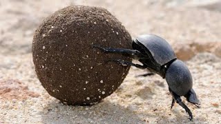 dung beetle lifting heavy objects  dung beetle eating poop  dung beetle life cycle [upl. by Nameerf]