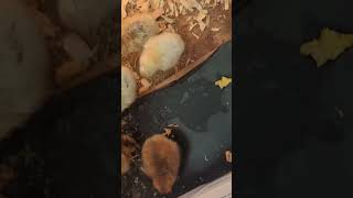 baby chickens nov22 [upl. by Kayley]