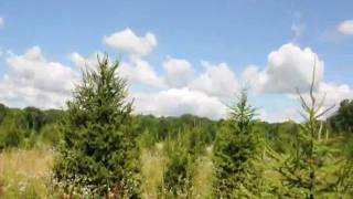 Growing Arbs and Pines [upl. by Brause]