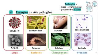 Les microorganismes pathogènes 🦠 [upl. by Llirpa]