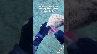 Hunting dinner with knive spearfishing flounder scallops [upl. by Ixela]