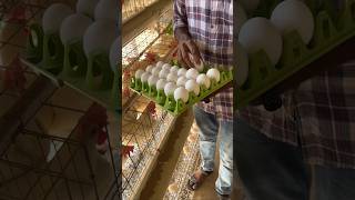 How Eggs Are Made In A Factory [upl. by Nosittam]