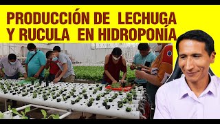 Producción de lechuga y rucula en hidroponía hidroponiaencasa cultivohidroponico cursohidroponia [upl. by Eelarual796]