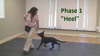 How to Train a Dog to quotHeelquot K91com [upl. by Atteugram]