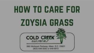 How to Care for Zoysia Grass [upl. by Nilla]