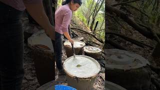 Satisfying rubber tree process shots satisfying shorts rubbertree farming [upl. by Laurent]