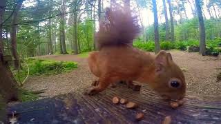 Squirrels feeding at Carnie Woods [upl. by Emily928]