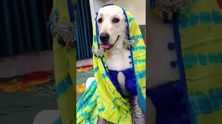 Dog comedy 😂dog comedy short funnyvideos [upl. by Ellesor235]