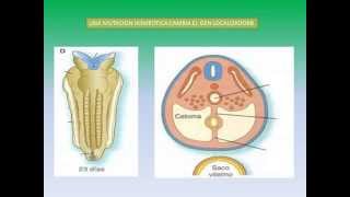 GENES HOMEOTICOS  DESARROLLO FETAL  MUTACION [upl. by Laenahtan]