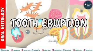 Eruption of teeth  Theories of teeth eruption  Tooth eruption process  Dr Paridhi Agrawal [upl. by Vano]