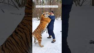 Man’s lifelong journey raising a tiger who becomes his friend shorts [upl. by Roice]