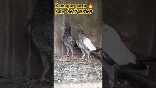 Kamagar patta 🔥 sale8617453169 pigeonpigeon pigeonelover kamagar highflyerkabootar [upl. by Yclehc]