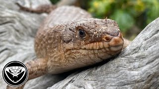 Basic set up care Gidgee skink [upl. by Mclain737]