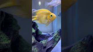 Parrot fish🐠 parrotfish parrotfishcare parrotfishtank fish fishtank aquarium ytshorts cute [upl. by Beberg427]