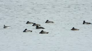 コオリガモ  Longtailed Duck [upl. by Yt259]