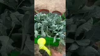 Watering our plants🪴plantsorganicorganicfarmingwateringplantsdaddyblogggerfreshterracegarden [upl. by Tod442]