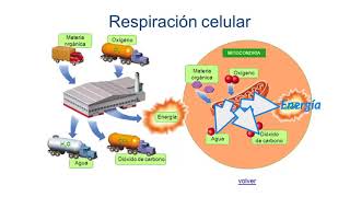 Funciones celulares  1ESO [upl. by Rakel624]