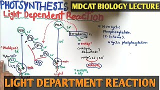 Light reaction of Photosynthesis  NMDCAT 2021  Cyclic and noncyclic photophosphorylation [upl. by Ttayh752]