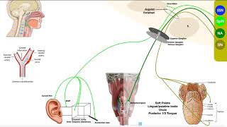 Cranial Nerve IX  Glossopharyngeal Nerve  Structure amp Functions of Major Branches [upl. by Ecyac194]