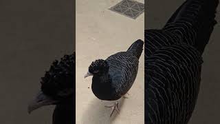 Female Bluebilled Curassow [upl. by Tollman140]