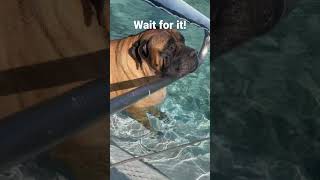 Belching mastiff Big sound mastiff pooltime [upl. by Tammany747]