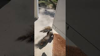 Brown Noser has dibs squirrel squirrelwatching squirrelvideo squirrels squirrelfriends [upl. by Atnahs499]