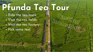 Pfunda Tea Tour [upl. by Shirah932]