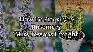 How To Propagate Rosemary How To Take Rosemary Cuttings Rosemary Miss Jessops Upright [upl. by Baten430]