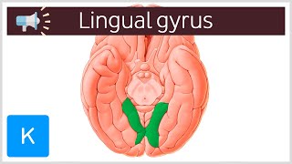 Lingual gyrus  Anatomical Terms Pronunciation by Kenhub [upl. by Oninrutas]