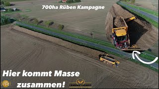 Hier kommt Masse zusammen 700ha Rübenkampagne in MV mit VREDO Selbstfahrer  Rüben Bunker Aufbau [upl. by Clarie93]