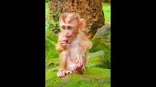 Really beautiful Lexis sit play alone shortvideo shorts short monkey animals [upl. by Ares]