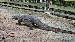 Malayan water monitor Varanus salvator [upl. by Sher37]