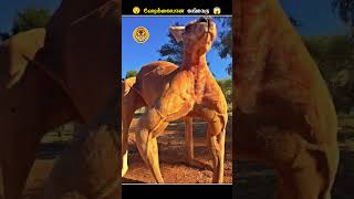 கங்காரு எதனால இந்த மாதிரி பண்ணுதுங்க  Kangaroo Flexing Muscles  Animal Voiceover Tamil [upl. by Nnaeirelav910]