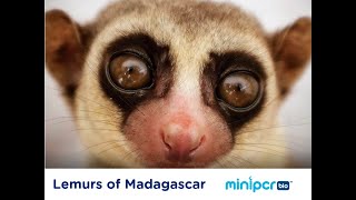 The Lemurs of Madagascar a case study in evolution and conservation [upl. by Ralyat]