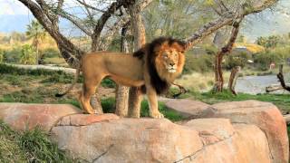 Izu and female Lions Roaring at the San Diego Safari Park [upl. by Funk]