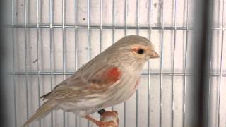 Exploring the Stunning World of Red Mosaic Canary Mutations [upl. by Ormand]