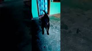 Insan Kitna bhi Amir ho jaaye funny comedy attitude labrador youtubeshorts [upl. by Bartholomeus]