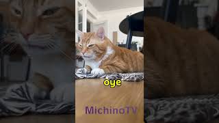 YA llevamos 25 AÑOS juntos 😹😹😹 gatos cat humor gatosgraciosos gatoschistosos [upl. by Phebe]