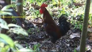 Rooster making alarm  warning sound to inform danger to other chickens [upl. by Ymor]