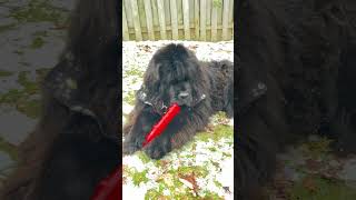 Newfoundland dog Phantom Blue is happy munching on his toy laying in the snow ❄️🇨🇦 [upl. by Arrol]