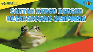 Fakta Menarik  Contoh Hewan yang Mengalami Metamorfosis Sempurna [upl. by Emmeram]