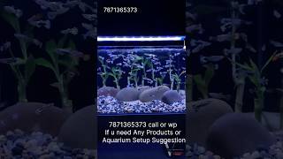 🥰Aquarium setup Tamil😘 aquarium guppyfishtank guppybreeding fishtank fish fishing aquarius [upl. by Fritts]