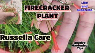 Russelia Plant Care Tips How To Care Firecracker Plant [upl. by Ojoj]