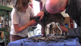 How to give a schnoodle a haircut [upl. by Avah700]