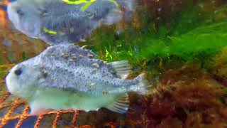 Secret Filming Inside Scottish Salmon Farms  Diseases Deformities amp Lice Infestation [upl. by Azila]