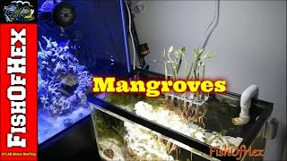 Adding Mangroves To Display Refugium [upl. by Dido995]